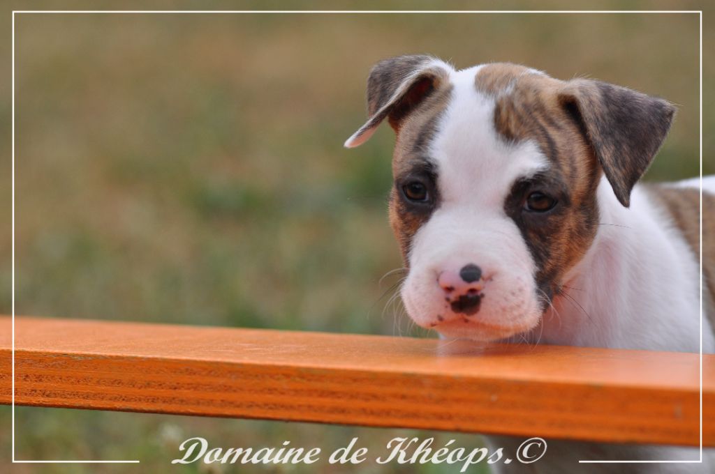 du Domaine de Kheops - Chiots disponibles - American Staffordshire Terrier