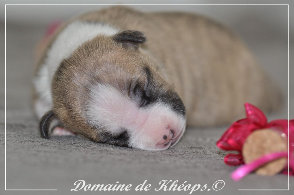 du Domaine de Kheops - Chiots disponibles - American Staffordshire Terrier