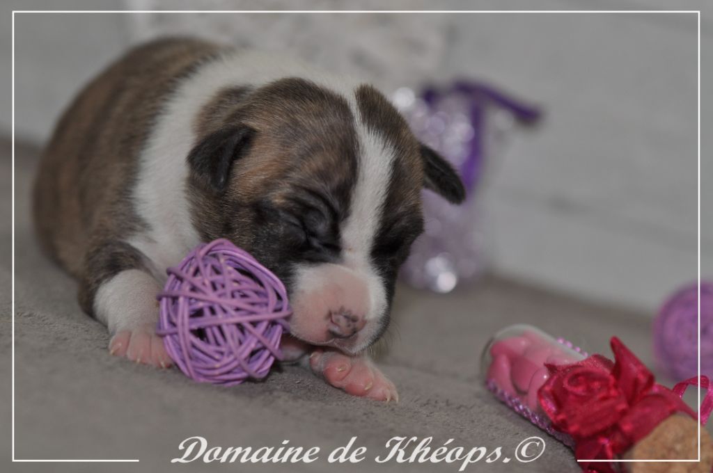 du Domaine de Kheops - Chiots disponibles - American Staffordshire Terrier