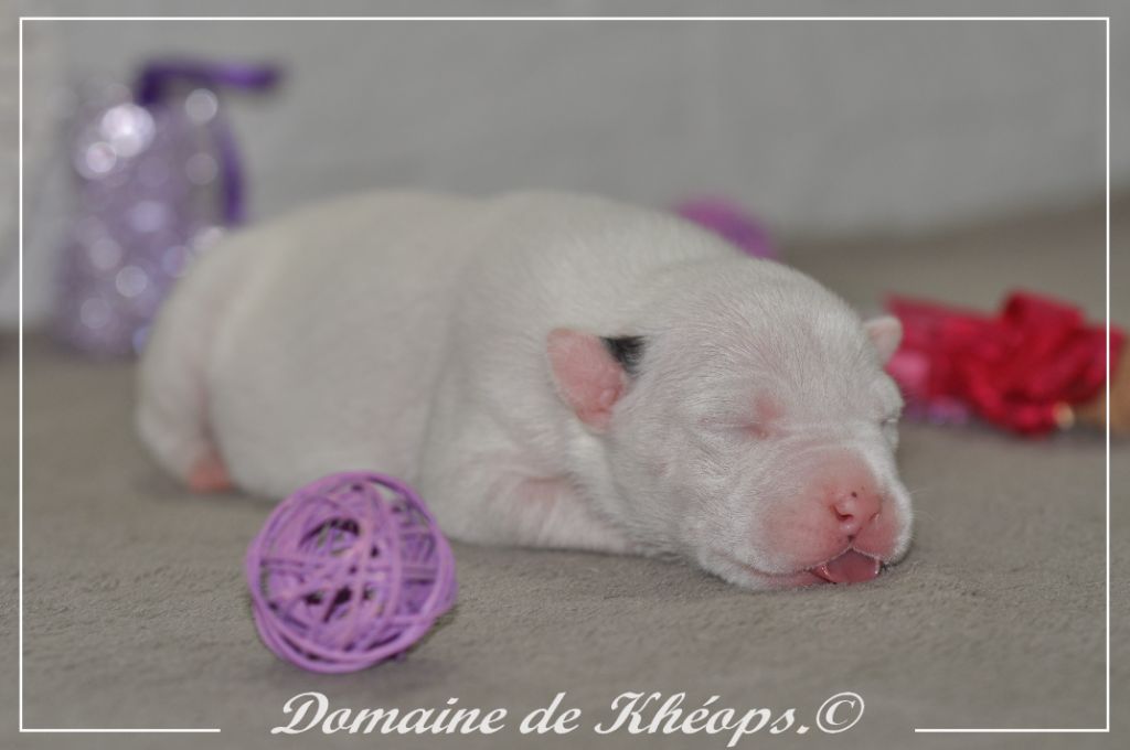 du Domaine de Kheops - Chiots disponibles - American Staffordshire Terrier
