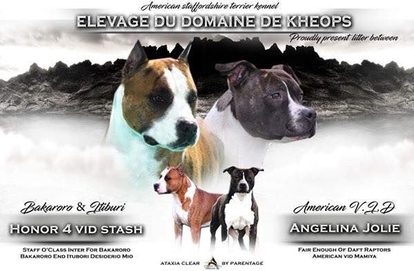 Chiot American Staffordshire Terrier du Domaine de Kheops