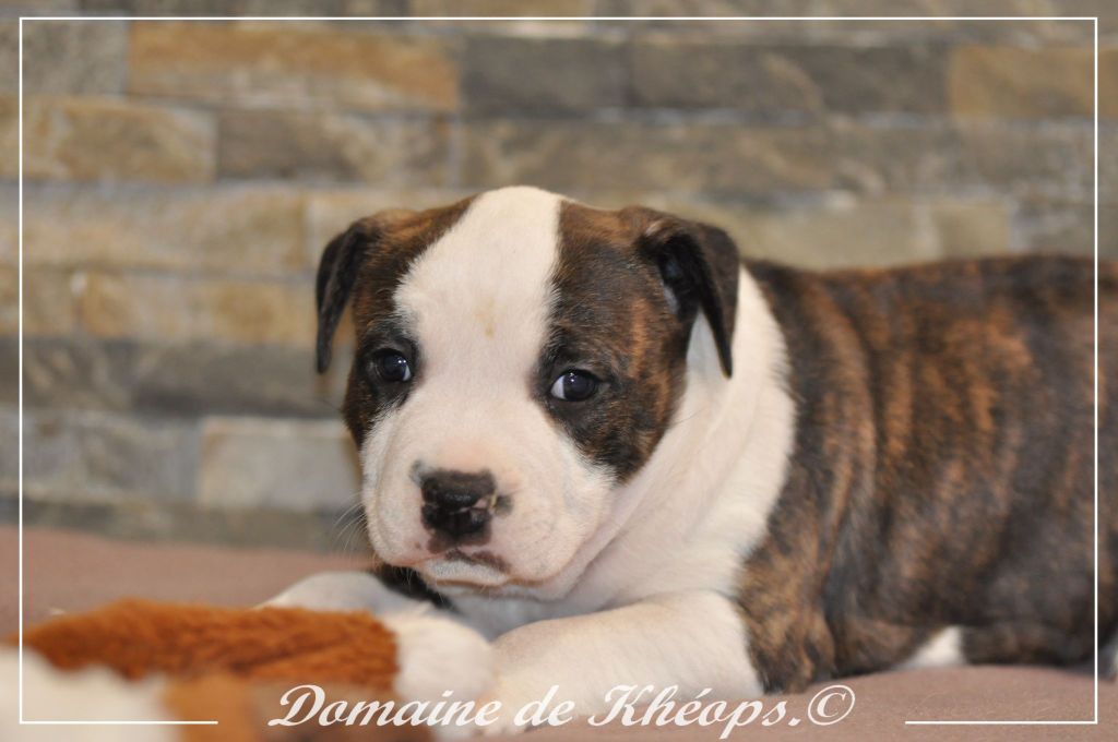 du Domaine de Kheops - American Staffordshire Terrier - Portée née le 31/10/2022