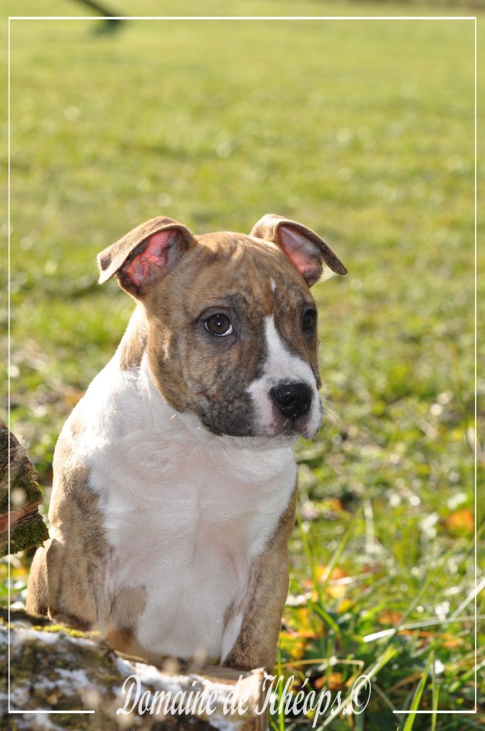 du Domaine de Kheops - American Staffordshire Terrier - Portée née le 18/10/2024