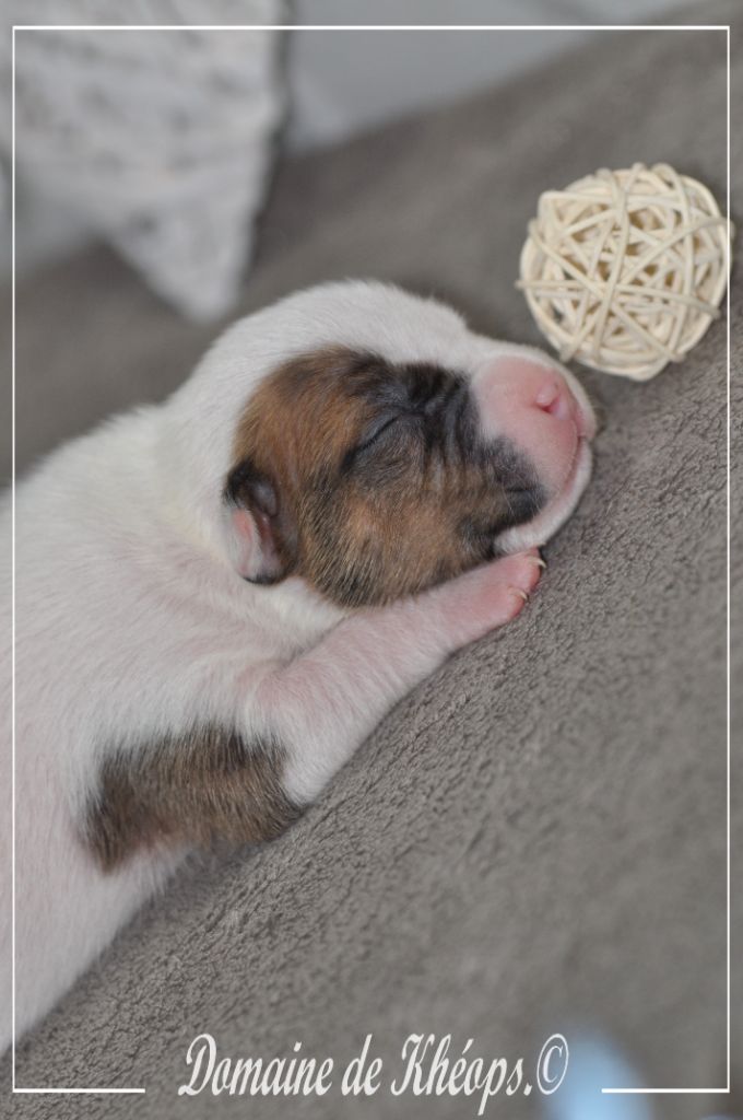 du Domaine de Kheops - Chiots disponibles - American Staffordshire Terrier