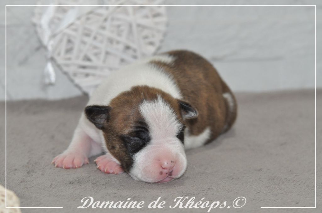 du Domaine de Kheops - Chiots disponibles - American Staffordshire Terrier