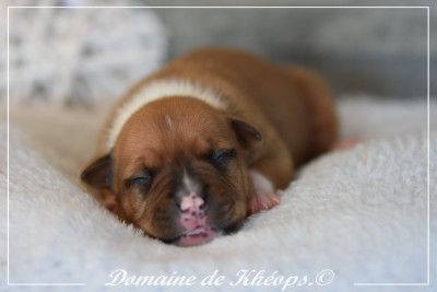 Femelle n°3