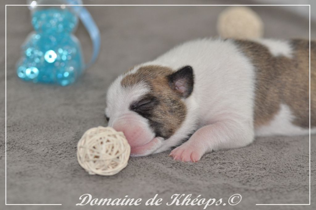 du Domaine de Kheops - Chiots disponibles - American Staffordshire Terrier