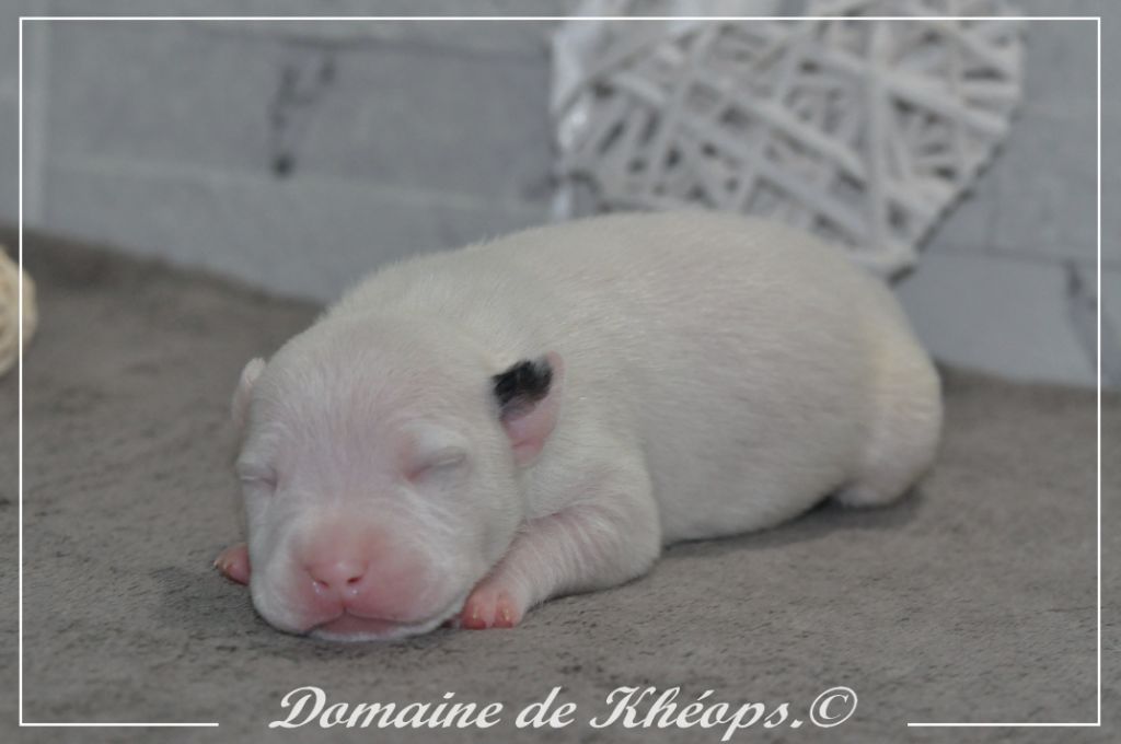 du Domaine de Kheops - Chiots disponibles - American Staffordshire Terrier