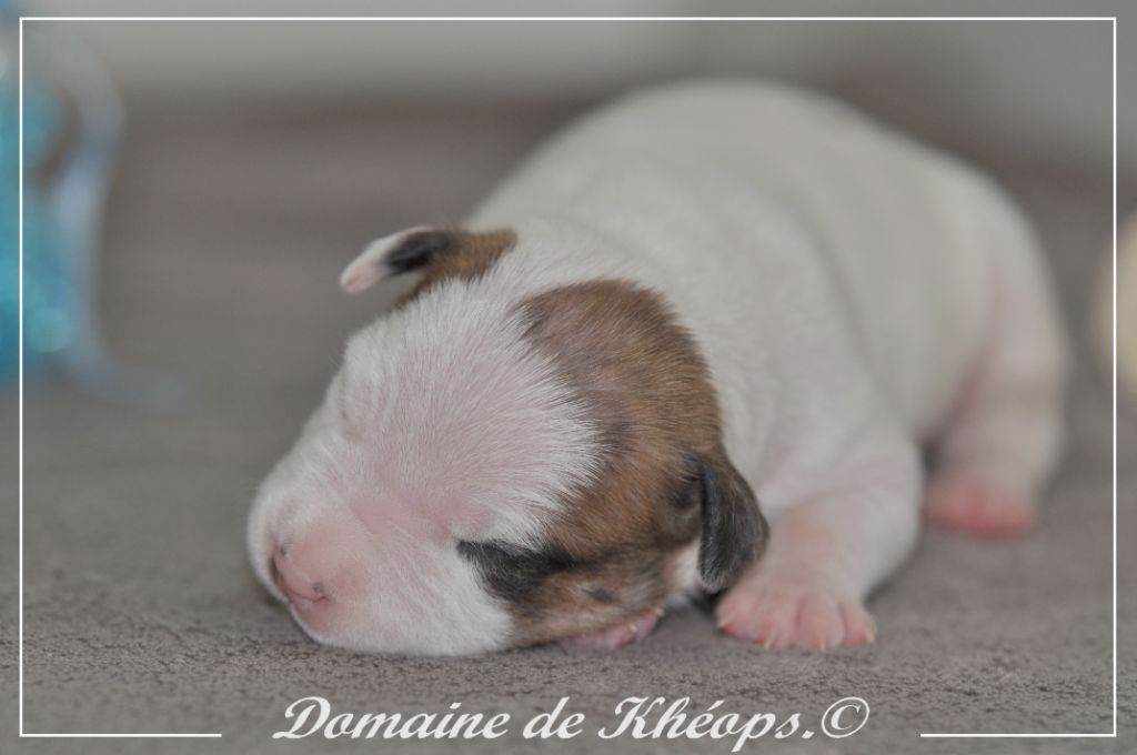 du Domaine de Kheops - Chiots disponibles - American Staffordshire Terrier